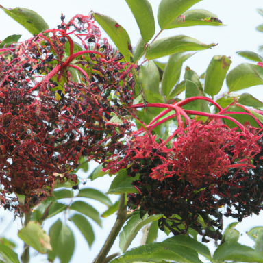 Dichte Trauben roter und schwarzer Beeren mit grünem Laub im Hintergrund.
